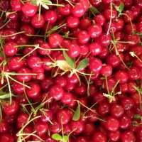 آلبالوگیلاس مجاری
