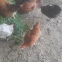 مرغ و خروس محلی