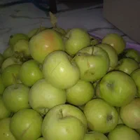 سیب بهاره