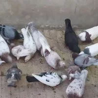 تعدادی کبوتر