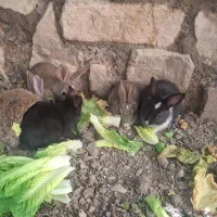خرگوش|موش و خرگوش|سنندج, |دیوار