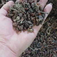 کشمش تیزابی مخصوص ابگیری
