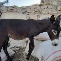 خر گله تضمینی به فروش می رسد