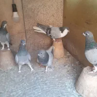 دو جفت خرقه کیپ