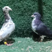 کفتر