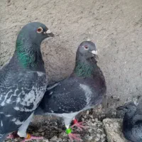 ماده چاپی نر پولکی