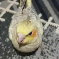 سالم