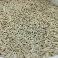 نهاده دامی ذرت ،جو وگندم