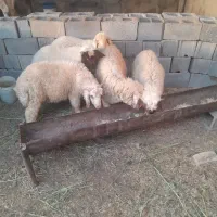 بره نر