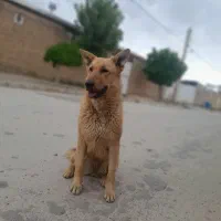 سگ ژرمن