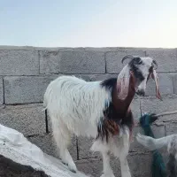 کهره قیمت مناسب