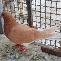 ماده چپ زرد رنگ کرکی