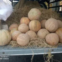 طالبی درجه یک