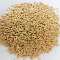 فروش 30 کیلو گندم حلیم