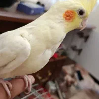 عروس هلندی ماده