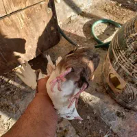 داده دمبی بسته و ۲ عدد ماده سینه‌ای کت برف