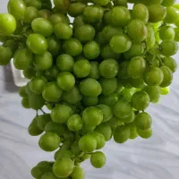 انگور برای آب غوره