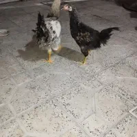 جوجه خروس