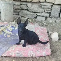 توله سگ پاکوتاه گوش تیز