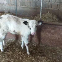 گوساله سیمینتال ماده