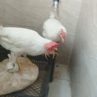 جوجه خروس
