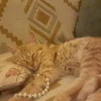 واگذاری گربه