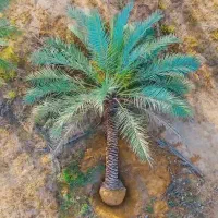سلطان درختان محلات نخل مرکزی پالم زیبا ویلا