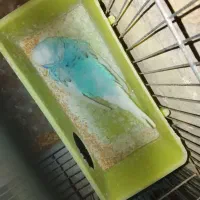 مرغ عشق با تخم و جوجه رنگ خاص