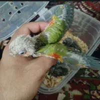 گرینچیک رد اکستریم خاص