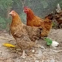 جوجه