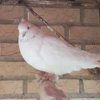 کفتر