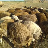 فروش بره پرواز چاق