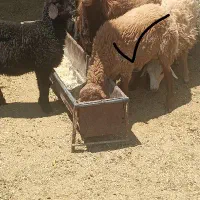 بره نر سبک وزن شکم خالی