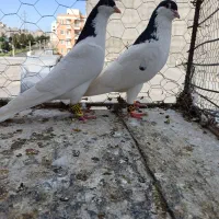 خوشرنگ سیاه شصتی|پرنده|تاکستان, |دیوار