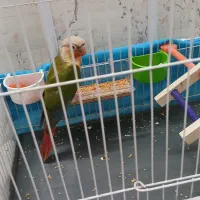 گرینچیک دبل رد