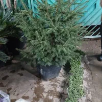 آبدارچی و خدماتی ، خانم