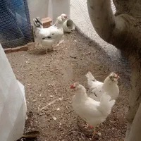 فروش مرغ