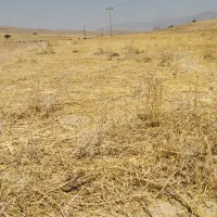کاه تمیز گندم عالی