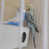 یک جفت مرغ عشق انگلیسی