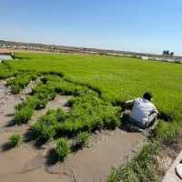 نشا شالی فجر سوزنی 90 روزه