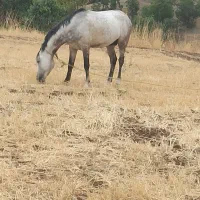 اسب|اسب و تجهیزات اسبسواری|بانه, |دیوار