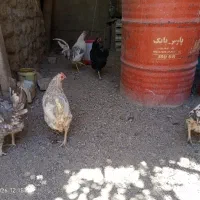 مرغ وخروس گلین طوسی
