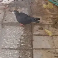 گمشده زاغ کرمانی پر غلط