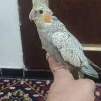 عروس هلندی چهار ماه گل باقالی