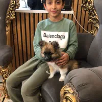 توله سگ پامر