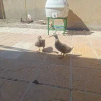 فروش اردک