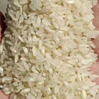 برنج کامفیروزی بشرط