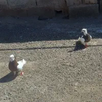 طوقی|پرنده|کیانشهر, |دیوار