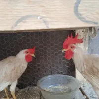 فروش دو عدد خروس خونگی سالم سالم