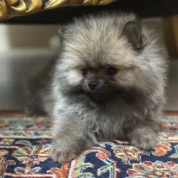 سگ پامر ماده